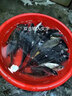 狼王漁輪紡車輪魚線輪海竿輪路亞輪磯釣輪仿車輪拋竿輪 2000系 曬單實(shí)拍圖