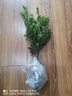 語墨羅漢松盆景樹苗正宗雀舌紅芽黑珍珠小葉羅漢松樹苗小米葉盆栽 黑珍珠5年盆景素材苗帶土球 不含盆 曬單實(shí)拍圖