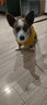 SLPC狗狗雨衣柯基雨披中小型犬泰迪柴犬雨衣巴哥法斗雪納瑞寵物衣服 黃色 2XL（適合25-35斤左右狗狗） 曬單實(shí)拍圖