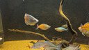 魚缸底砂造景專用天然砂石水族箱底部石頭水草裝飾沙子原生溪流石 溪流石4-6毫米5斤 曬單實拍圖