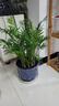 種花迷種花迷散尾葵盆栽夏威夷竹子鳳尾竹室內花卉綠植室內大型綠植盆栽 35厘米左右高10棵(袖珍椰子) 螺紋盆 曬單實(shí)拍圖