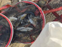 南北日本大一針魚鉤新關東無倒刺魚鉤鯽鯉魚釣針鋒利貫穿釣魚配件鉤子 新關東（無刺）1包 4號 曬單實拍圖
