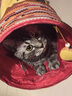 all for pawsafp可折疊貓隧道幼貓貓窩滾地龍貓咪通道貓玩具鉆洞寵物帳篷 印第安貓隧道-棕色/米色隨機(jī) 曬單實(shí)拍圖