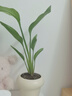 京云夢(mèng)懶人綠植好養(yǎng)盆栽室內(nèi)桌面綠植春羽天堂鳥春羽+天堂鳥源頭直發(fā) 曬單實(shí)拍圖