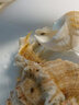 貝意品觀(guān)賞蝦糧飼料黑殼蝦淡水蝦水晶蝦白鰲蝦小型蝦高蛋白沉底蝦糧 觀(guān)賞蝦專(zhuān)用糧180g【靚甲增艷】 曬單實(shí)拍圖