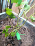 芥圃葡萄苗樹(shù)苗 官方旗艦 葡萄樹(shù)帶土發(fā)貨南北方種植爬藤盆栽地栽耐寒 扦插紫甜無(wú)核葡萄苗【帶土帶葉】 高度15cm-30cm 曬單實(shí)拍圖