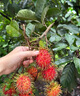 正宗嫁接紅毛丹樹(shù)苗南方種植當年結果毛荔枝苗地栽盆栽果樹(shù)苗 紅毛丹荔枝兩年苗【帶土帶葉】 50cm(含)-60cm(不含) 曬單實(shí)拍圖