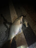 老鬼（OLDGHOST）老鬼魚餌料野釣套餐配方黑坑螺鯉2號3號1號#三合一天下鯽鯉釣湖庫 螺鯉2號濃腥340克 曬單實(shí)拍圖