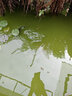 神陽(yáng)錦鯉魚(yú)藥魚(yú)池消毒液殺菌凈水除藻養神陽(yáng)錦鯉魚(yú)藥硝化細菌爛肉爛尾 青子除藻劑1200ml 曬單實(shí)拍圖