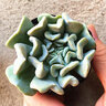 行湘水培多肉綠植盆栽 特玉蓮+迷你小布丁玻璃瓶+水培珠 源頭直發(fā) 曬單實(shí)拍圖