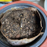 欽蜜9號百香果樹果苗純甜黃金百香果苗庭院盆栽當(dāng)年結(jié)果帶土四季 1棵80-1米高欽密9號種植1個月 百香果 曬單實拍圖