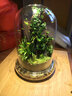 創(chuàng  )意辦公室室內桌面迷你小盆栽微景觀(guān)生態(tài)瓶悶養植物苔蘚雨林缸 心葉薜荔（成品種好） 曬單實(shí)拍圖