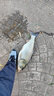 simago喜曼多成品組合線組套裝釣大魚青魚鱘魚草魚巨物加固釣魚線 大物主線組至尊版5.4米8號 曬單實拍圖