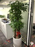 仙植緣【2小時同城配送】蝴蝶蘭真花蘭花卉盆栽帶花苞花劍開業(yè)喬遷送禮 3.5寸大辣椒蝴蝶蘭【藍(lán)瓷盆】 6支 曬單實(shí)拍圖