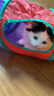 HOUYA猫隧道加长款可折叠宠物用品通道钻洞猫玩具自嗨解闷 实拍图