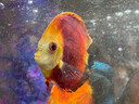 老漁匠魚(yú)缸氧氣泵增氧泵養魚(yú)家用充氧泵小型氧氣泵水族箱充氧器制氧機 【全新升級大氣量】5W+海洋之心套裝 曬單實(shí)拍圖