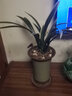 劉閣蘭花墨蘭報歲蘭日向 冬帶花苞出售金邊高檔線(xiàn)藝蘭花苗辦公室花卉盆栽 4苗連體裸根 曬單實(shí)拍圖