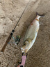 國王路亞三本鉤3X加強新防銹路亞海釣三爪鉤三錨鉤有倒刺魚鉤 14號/8枚/盒 曬單實拍圖