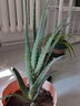 看匠 日本木立蘆薈龍爪菊植物盆栽室內陽(yáng)臺多年生可食用多肉花卉植物 高度30-35厘米 曬單實(shí)拍圖