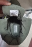 斯凱奇（Skechers）女鞋面包鞋保暖短筒舒適柔軟短靴加絨厚底雪地棉鞋144194 橄欖綠/OLV 37 曬單實(shí)拍圖
