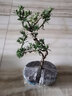 春枝韻造型盆景老樁羅漢舌米葉羅漢松盆景大小苗 造型小羅漢松 含塑料盆 曬單實(shí)拍圖