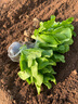 青皮萵筍苗紅皮萵筍萵苣秧苗紅葉萵筍秋冬季蔬菜菜苗批發(fā)耐寒耐熱 青皮萵筍苗 20棵 曬單實(shí)拍圖