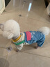 MIKI PAD狗狗衣服小型犬春秋款比熊泰迪雪納瑞貓咪衣服四腳背帶褲可牽引 藍(lán)色口袋背帶褲 XL背長40cm(參考體重11-15斤) 曬單實拍圖