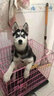旺狗財(cái)貓哈士奇幼犬活體純種寵物狗狗活體哈士奇 寵物級(jí) 紅色 公 曬單實(shí)拍圖