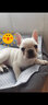 京狼圖騰雙血統(tǒng)純種法國斗牛犬小型犬法斗幼犬家養(yǎng)活體寵物狗斗牛犬幼犬 血統(tǒng)級 曬單實拍圖
