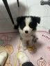 柴墨狗狗活體（視頻選寵下單）幼犬幼崽終身輔助喂養簽訂合 寵物級 【邊牧】 曬單實(shí)拍圖