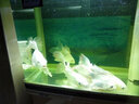 神陽神陽錦鯉飼料增體增色成長(zhǎng)魚食主食專用魚糧觀賞魚顆粒魚飼料5kg 神陽胚芽5kg  大粒 曬單實(shí)拍圖