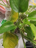 雅卉綠蘿盆栽室內桌面臥室客廳植物水培綠植石柑子家用長(cháng)藤大葉綠蘿 水培8-10棵(一瓶) 含盆 曬單實(shí)拍圖