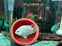 甄夢漁野可繁殖組熱帶觀賞魚白金寶藍迷你鸚鵡魚種魚一對公母淡水卵生配對 大號雙色鸚鵡公母2對5-6cm 曬單實拍圖