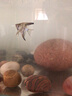 HIBLOW日本海寶氧氣泵魚(yú)缸增氧泵增氧機水族箱增氧充氧泵大功率原裝進(jìn)口 HP-60（51W）日本海寶 曬單實(shí)拍圖
