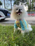 MIKI PAD狗狗衣服小型犬透氣春秋款薄款T恤泰迪比熊雪納瑞貓衣服可牽引 撞色T恤【帶牽引環(huán)】 M胸圍42cm（參考體重5-8斤） 曬單實(shí)拍圖