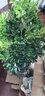 錦楓大型植物鴨腳木盆栽辦公室客廳大型綠植四季常青八方來(lái)財鴨掌木 1.2-1.4m鴨腳木(高腰陶瓷盆) 含盆 曬單實(shí)拍圖