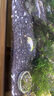 A30KY蛋白蟲清魚缸除蛋白蟲清除劑專用殺蟲藥線蟲凈除渦蟲水螅必定清 升級增強(qiáng)配方蛋白蟲清除劑500ML一瓶 曬單實拍圖