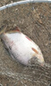 領(lǐng)路人品牌激戰青鱘大物魚(yú)竿巨物竿鯉魚(yú)竿超硬青魚(yú)竿鰱鳙竿釣魚(yú)竿 7.5m 暴力巨物屠龍版7.5米 曬單實(shí)拍圖