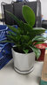 綠蔭巷子大葉綠公主金鉆植物辦公室內客廳花卉吸甲醛好養易活綠植盆栽 【小鉆形陶瓷盆】大葉金鉆 曬單實(shí)拍圖