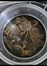 活蟹大閘蟹3兩特大全母蟹去繩足重興化紅膏蟹現(xiàn)貨鮮活海鮮水產(chǎn) 精選1.5-1.2兩12只【6公6母】 曬單實拍圖