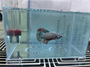 奈寵魚缸加熱墊斗魚小型魚缸恒溫加熱爬寵烏龜爬蟲角蛙控溫專用加溫墊 無極調(diào)溫【基礎(chǔ)款14w】 曬單實拍圖