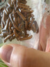 三江源冬蟲(chóng)夏草玉樹(shù)野生蟲(chóng)草高海拔采挖蟲(chóng)草禮盒裝 玉樹(shù)冬蟲(chóng)夏草 10克60根 曬單實(shí)拍圖