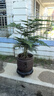 聽雪樓文竹盆栽植物室內(nèi)桌面辦公室綠植花卉盆栽盆景小盆栽h 文竹+紫砂上善若水+圓底座 曬單實拍圖