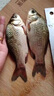 中西釣線(xiàn)桑蒂亞戈魚(yú)線(xiàn)臺釣飛磕飛魚(yú)釣線(xiàn)納米激光子線(xiàn)耐磨黑坑釣魚(yú)線(xiàn)主線(xiàn) 桑蒂亞戈（新款飛磕線(xiàn)） 30米 0.4號 曬單實(shí)拍圖