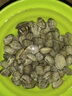 安峰山鮮活花甲 鮮活發(fā)貨新鮮海鮮花甲無沙花蛤花蛤文蛤新鮮貝類蜆子 花 2斤 曬單實拍圖