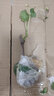 鑫意巨峰葡萄苖陽光玫瑰藍寶石葡萄樹苗無籽南方北方種植盆栽庭院爬藤 玫瑰香葡萄苗10年（當年結(jié)果） 嫁接葡萄苗0.5厘米粗 曬單實拍圖