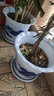 LZJV特大加厚塑料花盆批發(fā)樹(shù)脂花盆大號花盆特大號仿陶瓷山水花盆定制 380型口徑36cm+托 曬單實(shí)拍圖