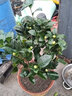 克瑞墨大牡丹福建龍巖帶香味茶花盆栽大紅色巨型花室內(nèi)外綠植花卉陽臺(tái)植物室外花卉花卉盆栽山茶花四季開花 五年苗高60公分左右樹形好帶花苞 不含盆 曬單實(shí)拍圖