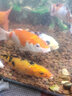 獅灣 錦鯉魚(yú)活體日本純種錦鯉魚(yú)苗昭和白寫(xiě)錦鯉魚(yú)觀(guān)賞魚(yú)紅白丹頂大正 昭和錦鯉一條 8-10cm 曬單實(shí)拍圖