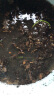 寿禾 碗莲种子荷花水培无土栽培植物种籽 潍育寿艺开口碗莲种子30粒*2 实拍图